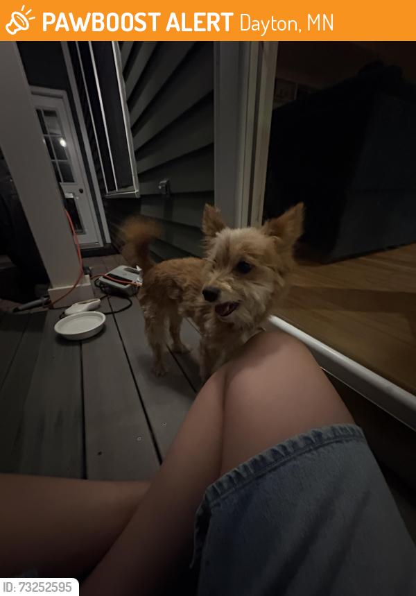 Found/Stray Unknown Dog last seen Found wandering in Dayton MN, near pineview lane, Dayton, MN 55327