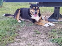 Reunited Male Dog last seen Hawkins Manor Ln, Harris County, TX 77449
