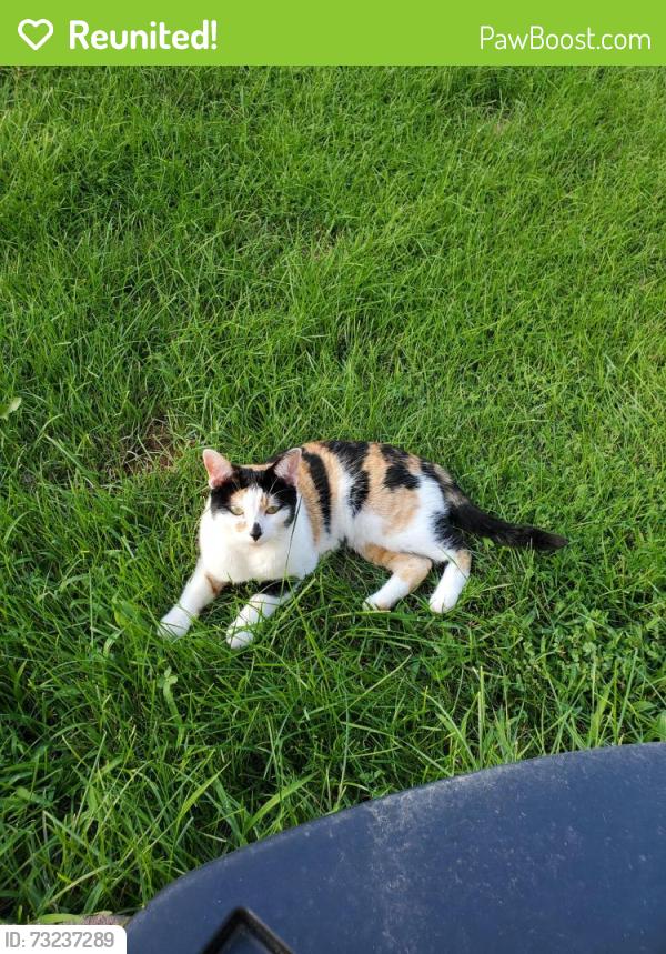 Reunited Female Cat last seen Last seen at near Dante Park in the Tuscany neighborhood in Evans, Evans, CO 80620