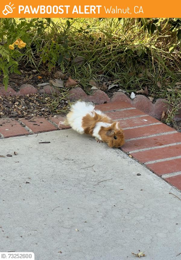 Found/Stray Unknown Other last seen Found on Red Hawk and Beverly, Walnut, CA 91789