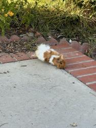 Found/Stray Unknown Other last seen Found on Red Hawk and Beverly, Walnut, CA 91789