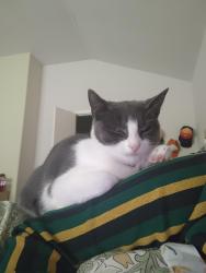 Lost Female Cat last seen FM 1960 East, Atascocita, TX 77346