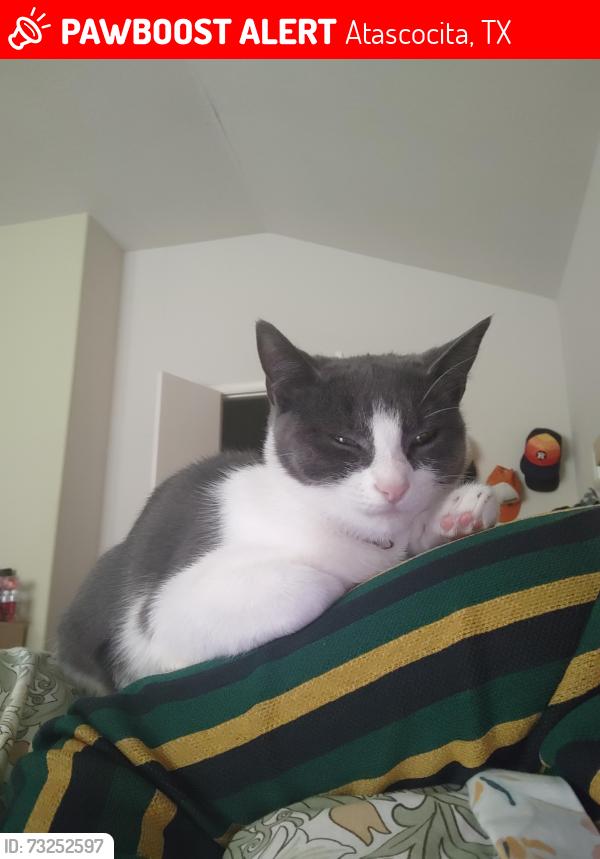 Lost Female Cat last seen FM 1960 East, Atascocita, TX 77346