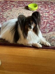 Reunited Female Dog last seen Sawbuck Rd, Caughlin Ranch, Reno, Reno, NV 89519