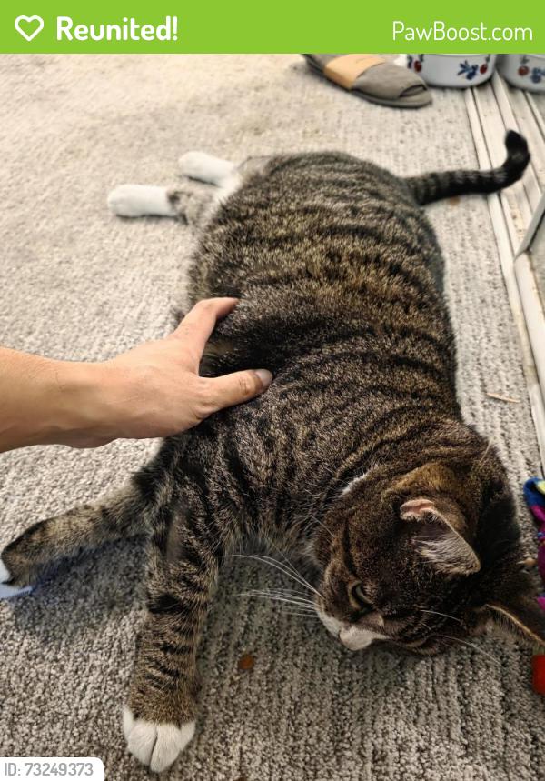 Reunited Female Cat last seen Near nobel dr, San Diego, CA 92122