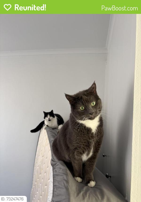 Reunited Female Cat last seen Bentleigh East McDonalds, Bentleigh East, VIC 3165