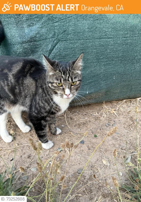 Found/Stray Unknown Cat last seen Central and Walnut, Orangevale, CA 95662
