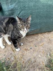 Found/Stray Unknown Cat last seen Central and Walnut, Orangevale, CA 95662