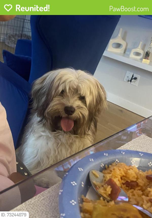 Reunited Male Dog last seen Fort Dr, Hillcrest Heights, MD 20746