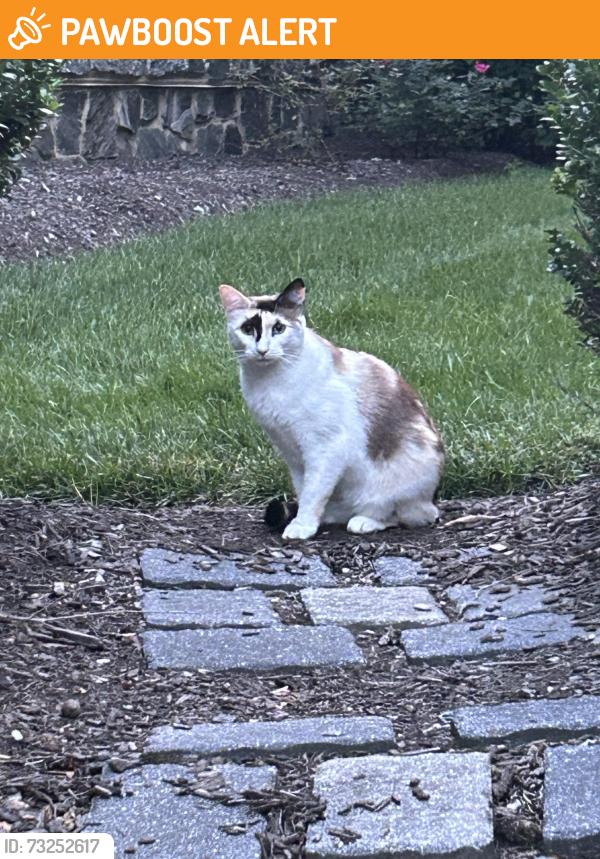 Found/Stray Unknown Cat last seen Liseter Gardens Street in Liseter Housing Development, Newtown Township, PA 19073