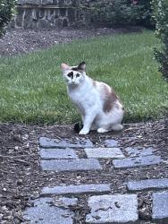 Found/Stray Unknown Cat last seen Liseter Gardens Street in Liseter Housing Development, Newtown Township, PA 19073