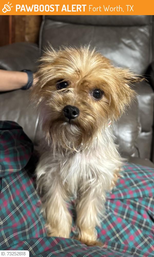 Found/Stray Male Dog last seen Madeira Dr. 76112, Fort Worth, TX 76112