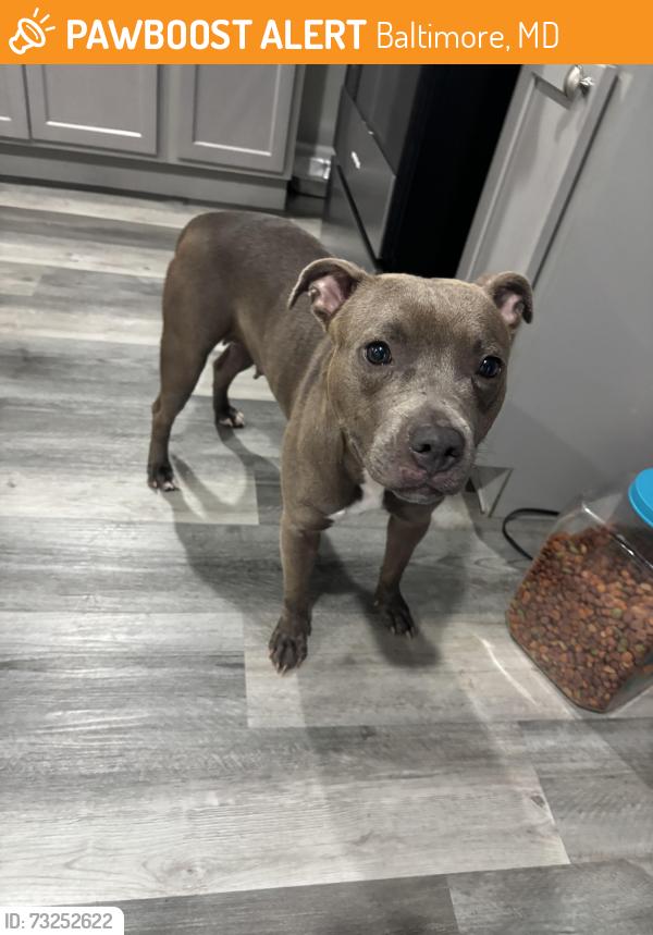 Found/Stray Female Dog last seen By carver high school, Baltimore, MD 21216