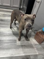 Found/Stray Female Dog last seen By carver high school, Baltimore, MD 21216