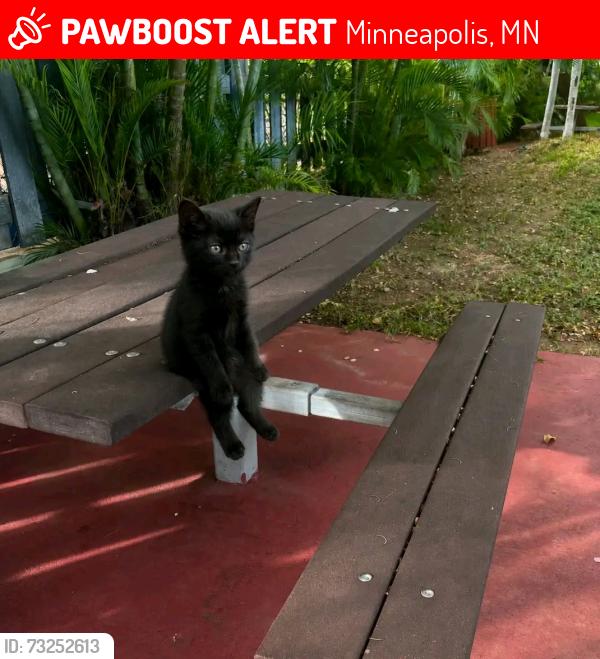 Lost Male Cat last seen 17th & 27th ave south Minneapolis Minnesota, Minneapolis, MN 55407