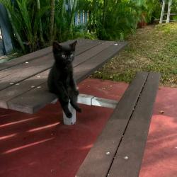Lost Male Cat last seen 17th & 27th ave south Minneapolis Minnesota, Minneapolis, MN 55407
