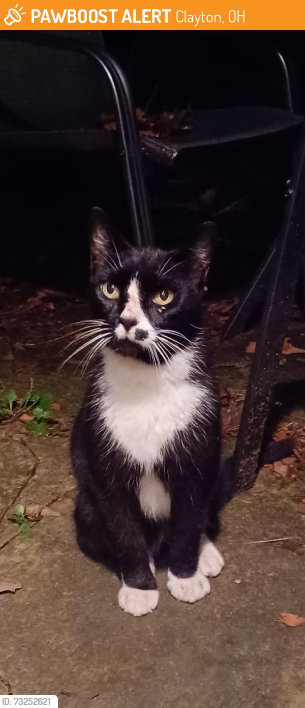 Found/Stray Unknown Cat last seen Union and Shiloh Springs Rd, Sycamore Woods and Oakes Rs., Clayton, OH 45315