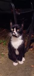 Found/Stray Unknown Cat last seen Union and Shiloh Springs Rd, Sycamore Woods and Oakes Rs., Clayton, OH 45315