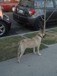 Found/Stray Female Dog last seen caspian ave and santa fe, Long Beach, CA 90810