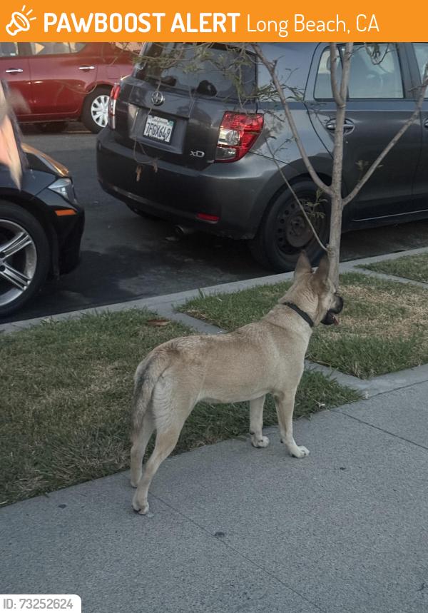 Found/Stray Female Dog last seen caspian ave and santa fe, Long Beach, CA 90810