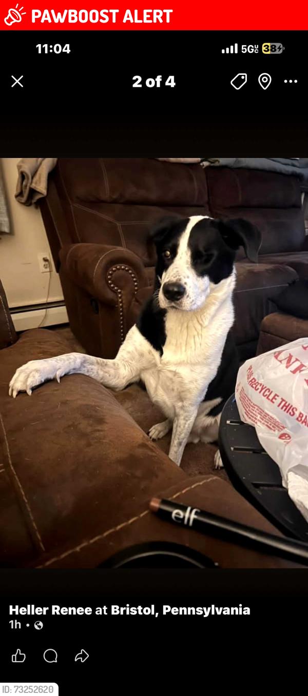 Lost Male Dog last seen Penn valley West Bristol, Bristol Township, PA 19007