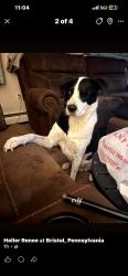 Lost Male Dog last seen Penn valley West Bristol, Bristol Township, PA 19007