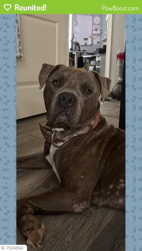 Reunited Male Dog last seen Near Sandhurst Dr, Arlington, TX 76001, USA, Arlington, TX 76001
