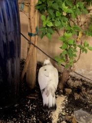 Found/Stray Unknown Bird last seen Villa Sonrisa Community, Boca Raton, FL 33433