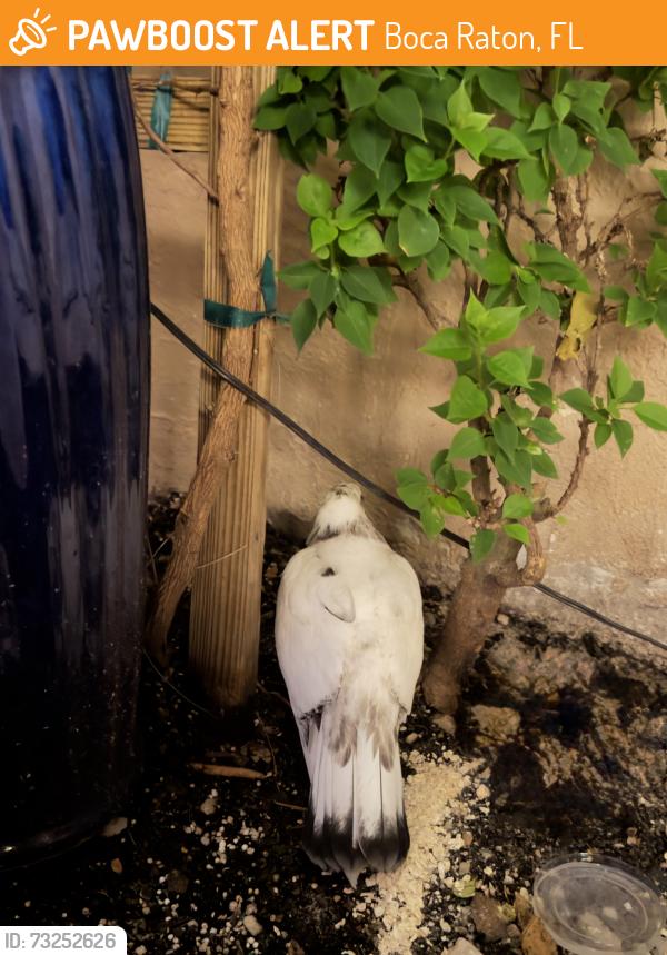 Found/Stray Unknown Bird last seen Villa Sonrisa Community, Boca Raton, FL 33433