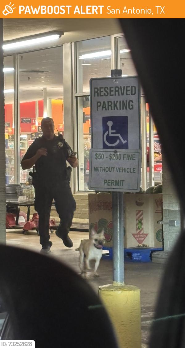 Found/Stray Male Dog last seen HEB, San Antonio, TX 78216
