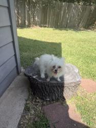 Lost Female Dog last seen hse, Stafford, TX 77477
