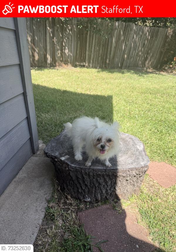 Lost Female Dog last seen hse, Stafford, TX 77477