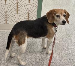 Lost Female Dog last seen Décarrie & Plamondon, Montreal, QC 
