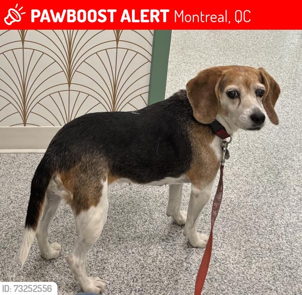 Lost Female Dog last seen Décarrie & Plamondon, Montreal, QC 