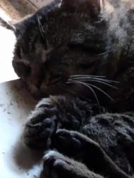 Lost Male Cat last seen Stephens and Ryan, Warren, MI 48091