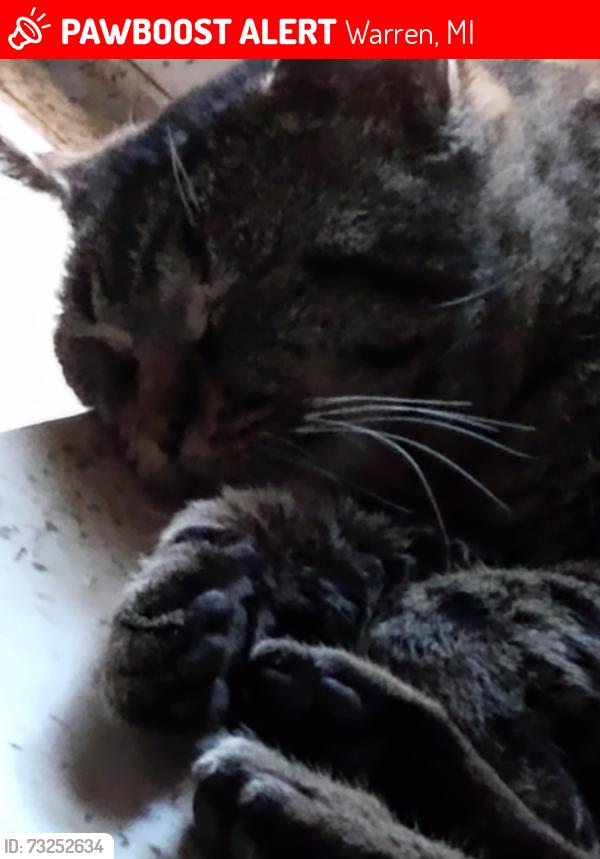 Lost Male Cat last seen Stephens and Ryan, Warren, MI 48091