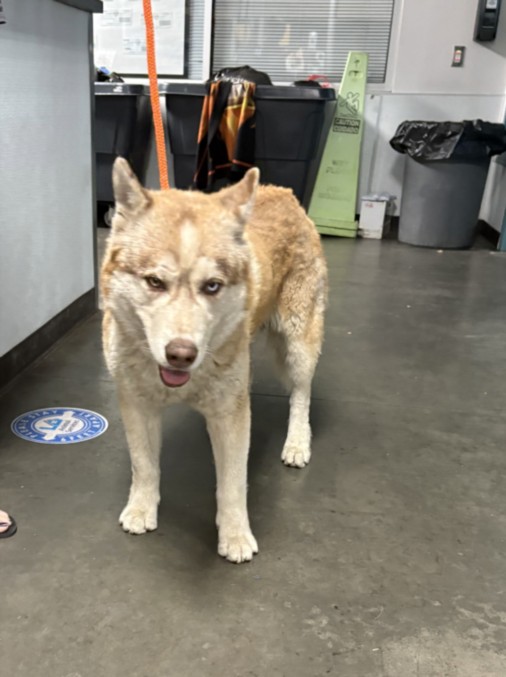 Shelter Stray Male Dog last seen , 14409 Vanowen St, Van Nuys, CA 91405, USA