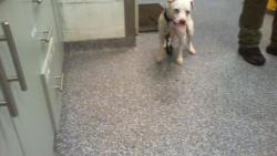 Shelter Stray Male Dog last seen CHARLOTTE, 8315 Byrum Dr, Charlotte, NC 28217, USA