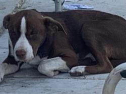 Shelter Stray Male Dog last seen FRANKLIN BLVD & VILLAGE STAR DR, 2127 Front St, Sacramento, CA 95818, USA