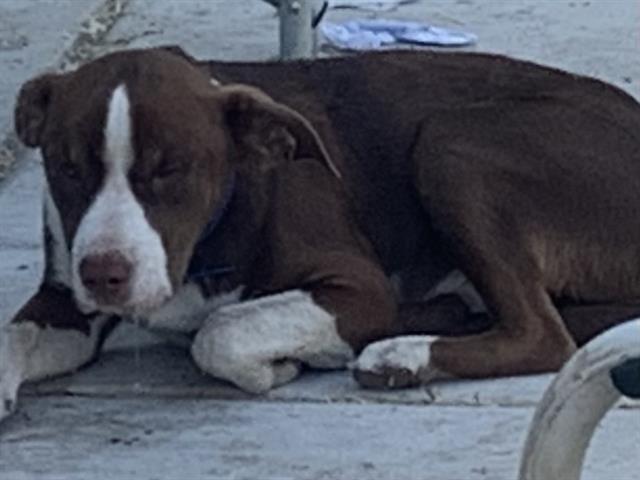 Shelter Stray Male Dog last seen FRANKLIN BLVD & VILLAGE STAR DR, 2127 Front St, Sacramento, CA 95818, USA