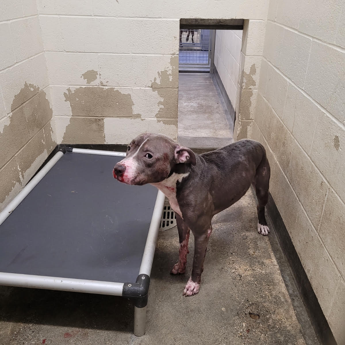 Shelter Stray Male Dog last seen , 3201 Lacy St, Los Angeles, CA 90031, USA