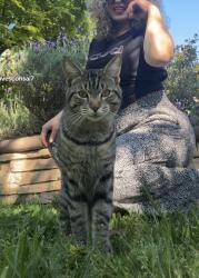 Lost Male Cat last seen Foxfire dr, Orangevale, CA 95662