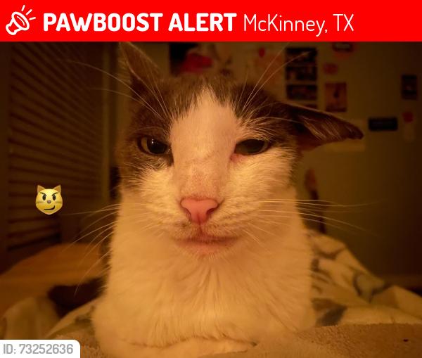 Lost Female Cat last seen Duppre Dr, McKinney, TX 75069