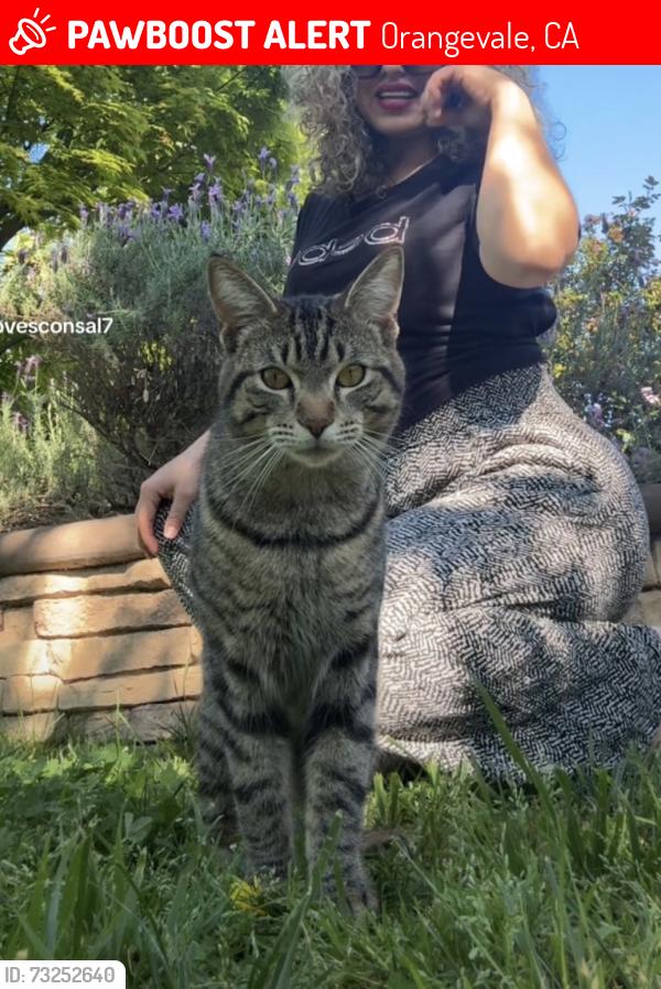 Lost Male Cat last seen Foxfire dr, Orangevale, CA 95662