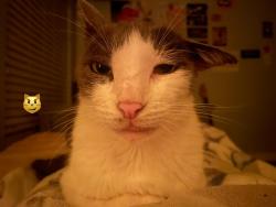 Lost Female Cat last seen Duppre Dr, McKinney, TX 75069