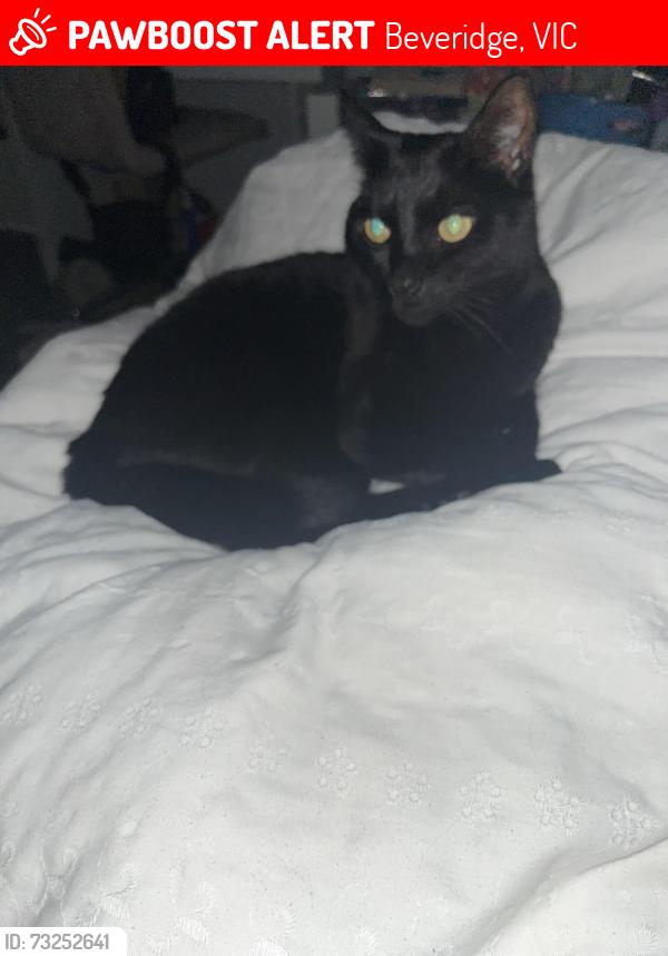 Lost Male Cat last seen Near orana boulevard, Beveridge, VIC 3753