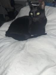 Lost Male Cat last seen Near orana boulevard, Beveridge, VIC 3753