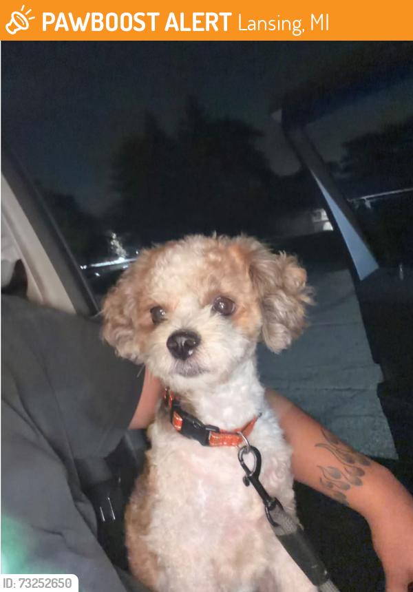 Found/Stray Unknown Dog last seen Oakland, Lansing, MI 48915