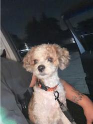 Found/Stray Unknown Dog last seen Oakland, Lansing, MI 48915