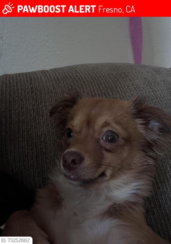 Lost Female Dog last seen shaw and sixth, Fresno, CA 93726